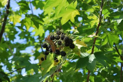 Kalopanax pictus - dlanitec pestrý - plody